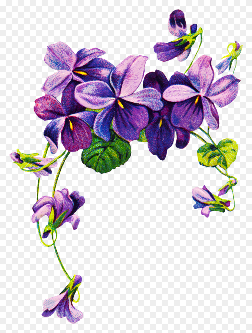 1487x2000 Violets Png Transparent Images - Watercolor Flowers PNG