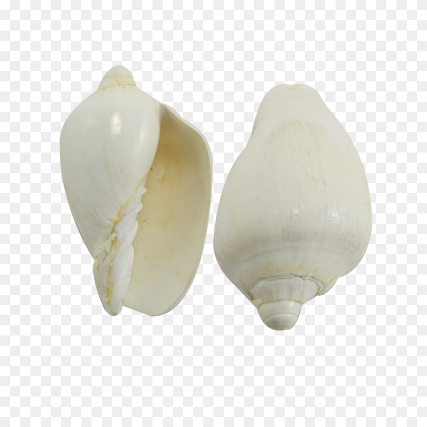 1100x1100 Voluta Nobilis White Seashell - Seashells PNG