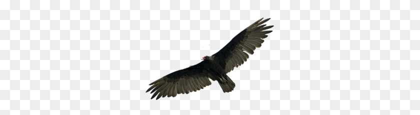 257x170 Vulcher Png Transparent Vulcher Images - Vulture PNG