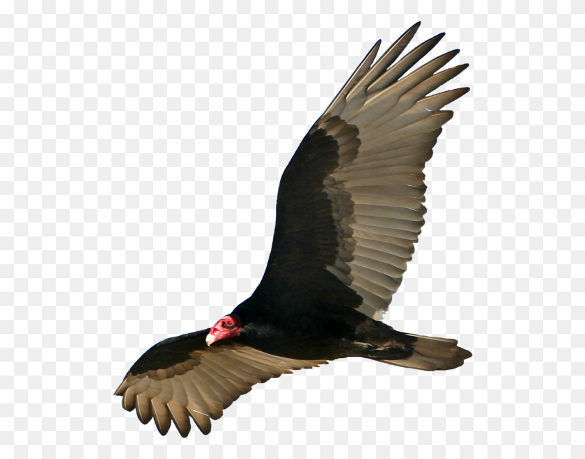 518x600 Vulture - Vulture PNG