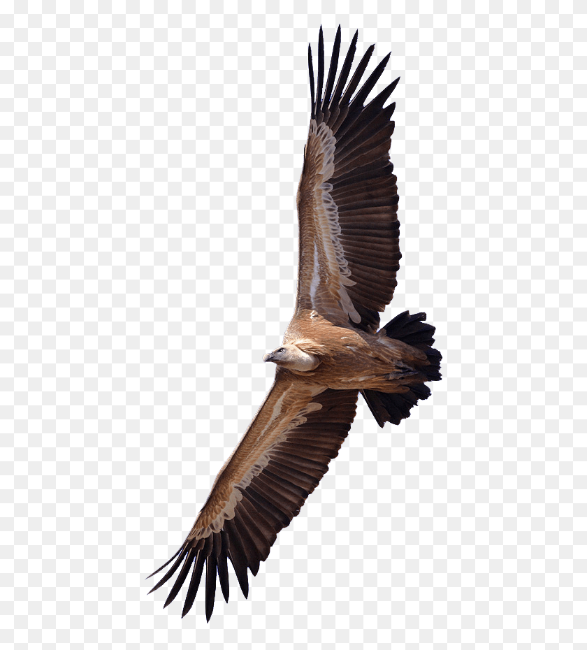 436x870 Vulture Transparent Png - Vulture PNG