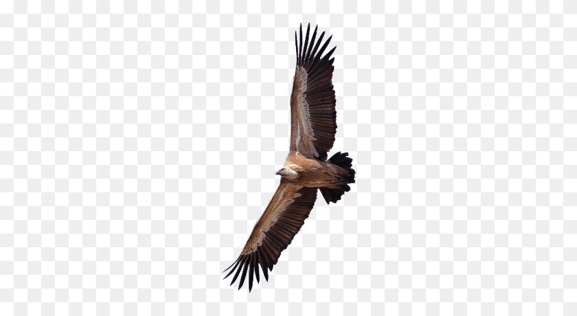 400x400 Vultures Transparent Png Images - Vulture PNG