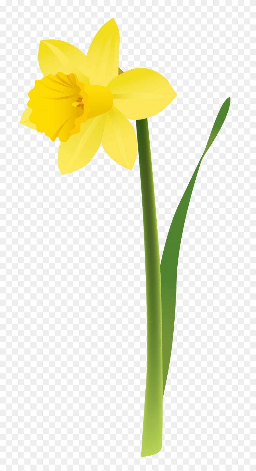 1160x2203 Wales Clipart Narcissus Flower - Blooming Flower Clipart