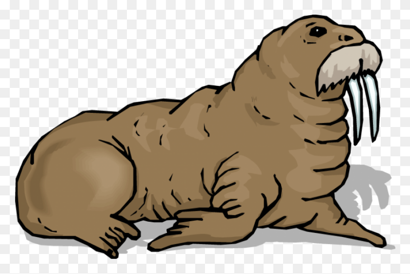 850x546 Walrus Download Png - Walrus PNG