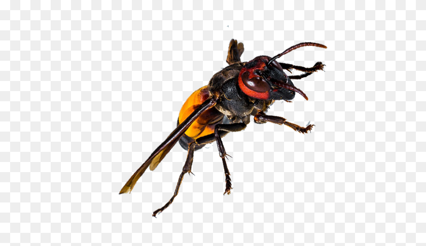 640x426 Wasp Control Newcastle Wasp Exterminators Removal Services Nsw - Wasp PNG