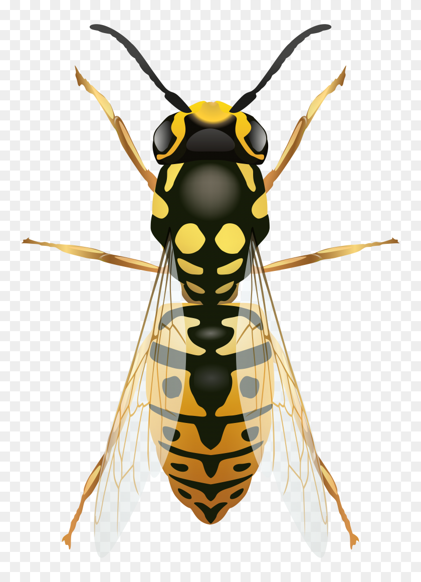 5668x8000 Wasp Png Clip Art - Wasp Clipart