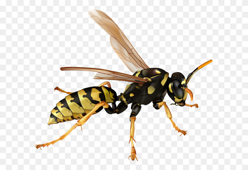 600x518 Wasp Png High Quality Image Png Arts - Wasp PNG