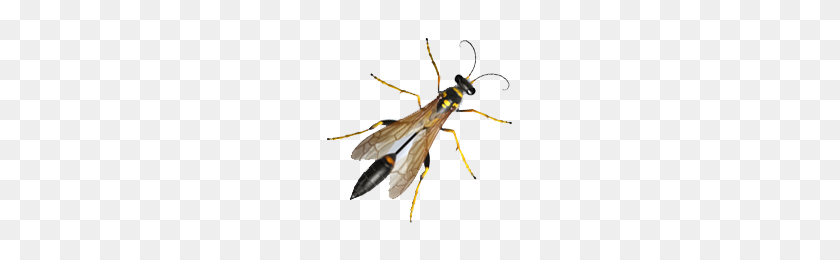300x200 Wasps - Wasp PNG