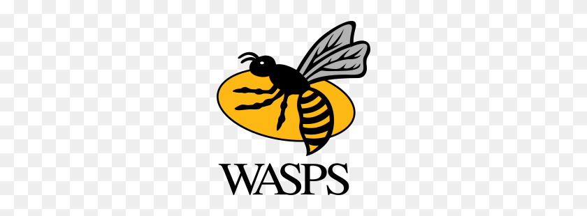 250x250 Wasps Rfc - Wasp PNG
