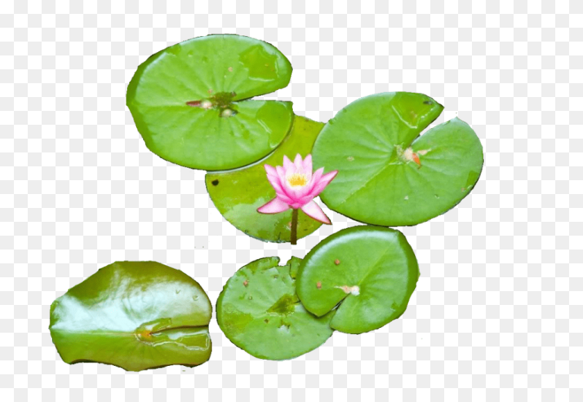850x567 Water Lily Png - Plant Top View PNG