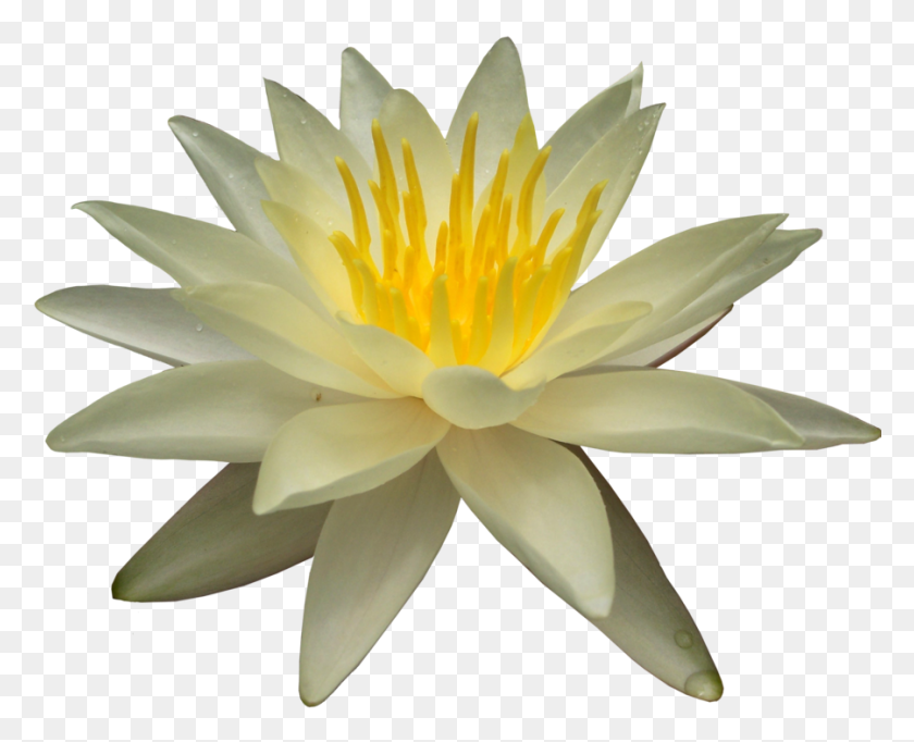 900x718 Water Lily Png Transparent Images - Lily Pad PNG