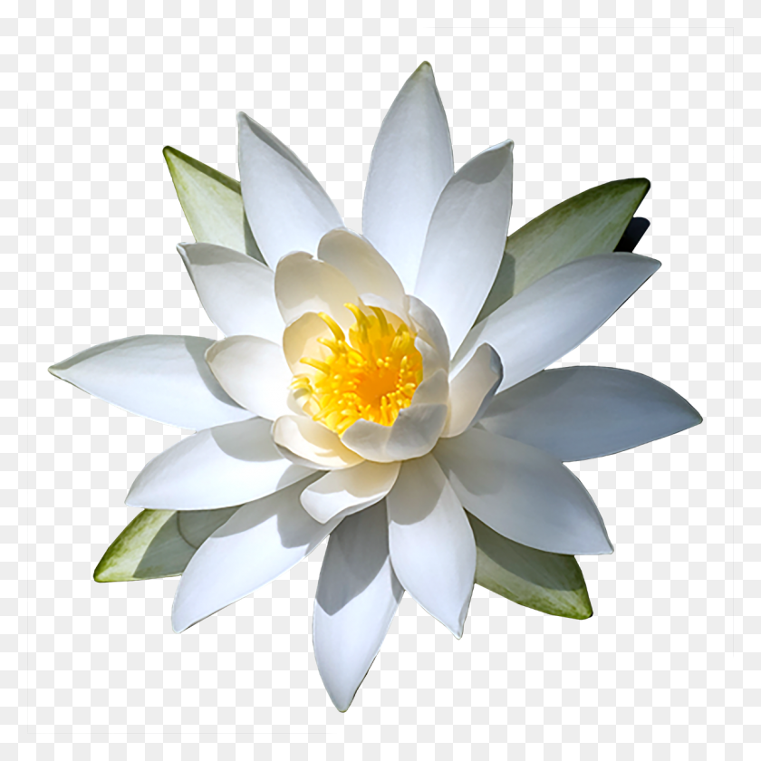 1200x1200 Water Lily Png Transparent Images Free Download Clip Art - Lily PNG