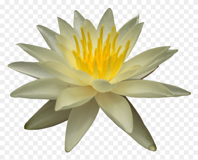 900x718 Water Lily Transparent Png - Water Lily PNG