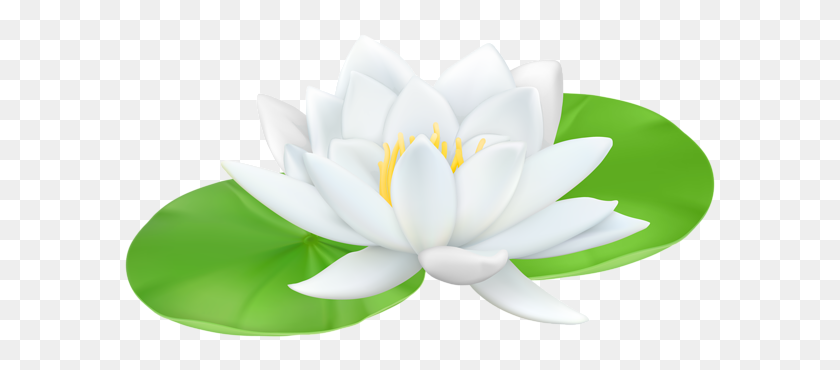 600x310 Water Lily Transparent Png Clip Art - White Lily Clipart