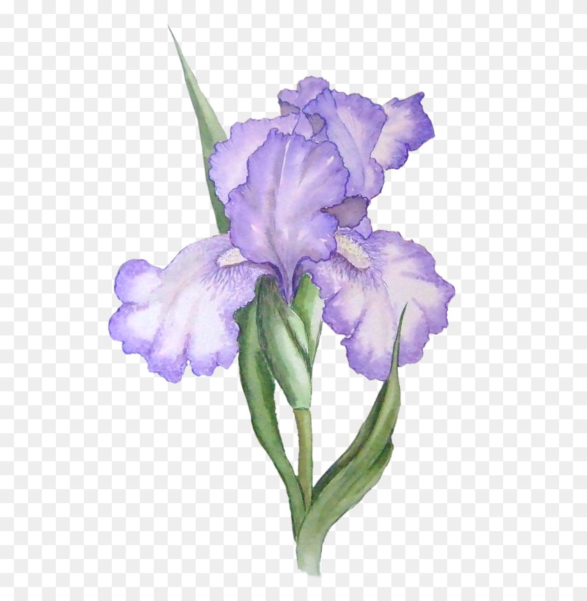 531x800 Watercolor Art Iris, Watercolor - Free Watercolor Flower Clipart