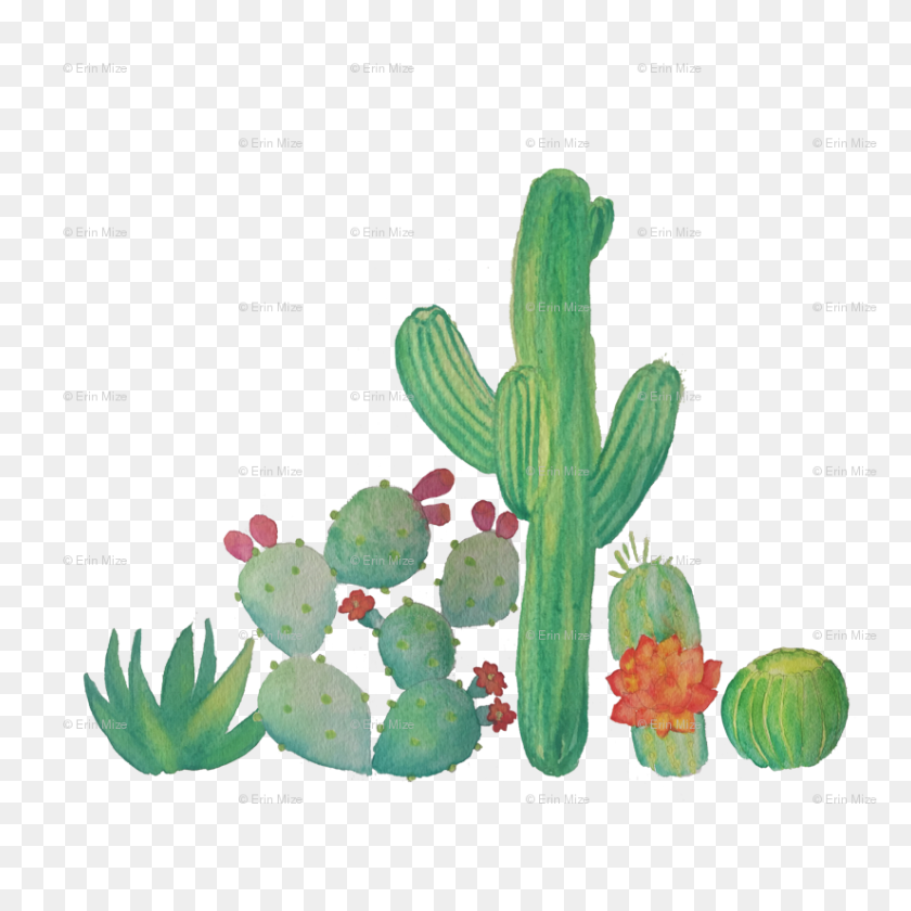 825x825 Acuarela De Cactus Fondo De Pantalla - Acuarela De Cactus Png