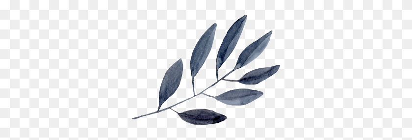 304x225 Акварельные Листья Растений Природа Краска Freetoedit - Акварельный Лист Png