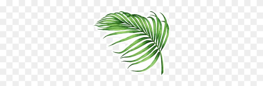 250x216 Watercolor Palm Frond Sticker - Palm Frond PNG