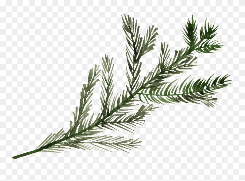 1024x739 Watercolor Pine Tree Branch Png Free Png Download Png Vector - Watercolor Tree PNG