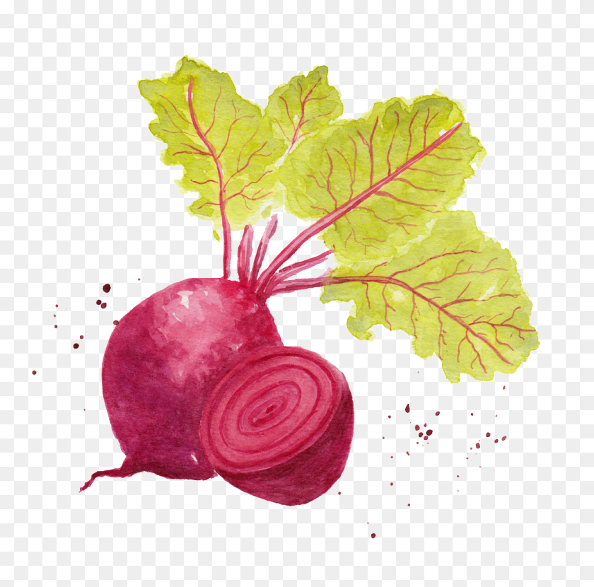 1024x1012 Watercolor Radish Vegetable Png Images Free Png Download Png - Radish PNG