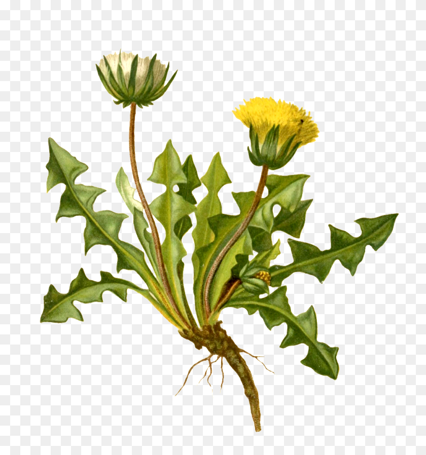 1024x1101 Акварель Реалистичный Желтый И Белый Полевой Цветок Прозрачное Растение - Уайлдфлауэр Png
