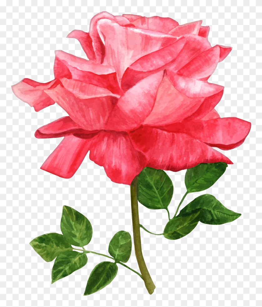 6767x8000 Watercolor Rose Png Clip Art - Rose Clipart