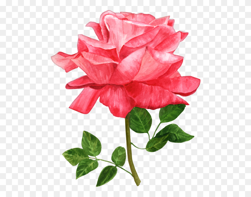 508x600 Акварельная Роза Реалистичная Роза В Уроке Акварельной Живописи - Акварельный Цветочный Клипарт
