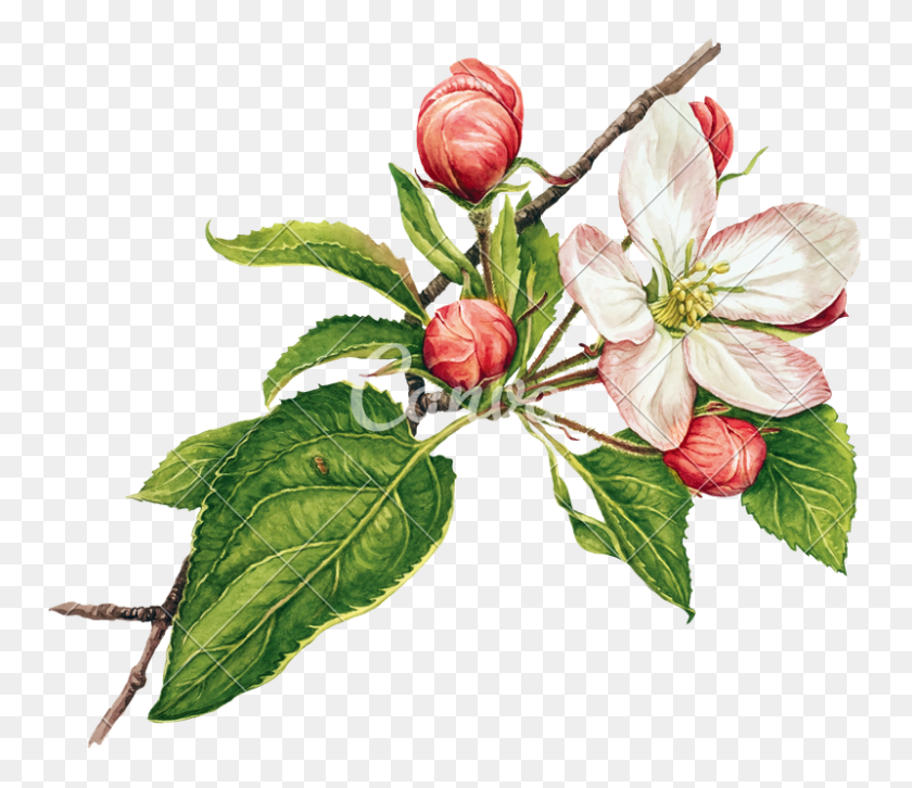 800x684 Watercolor With Apple Tree In Blossom - Watercolor Tree PNG