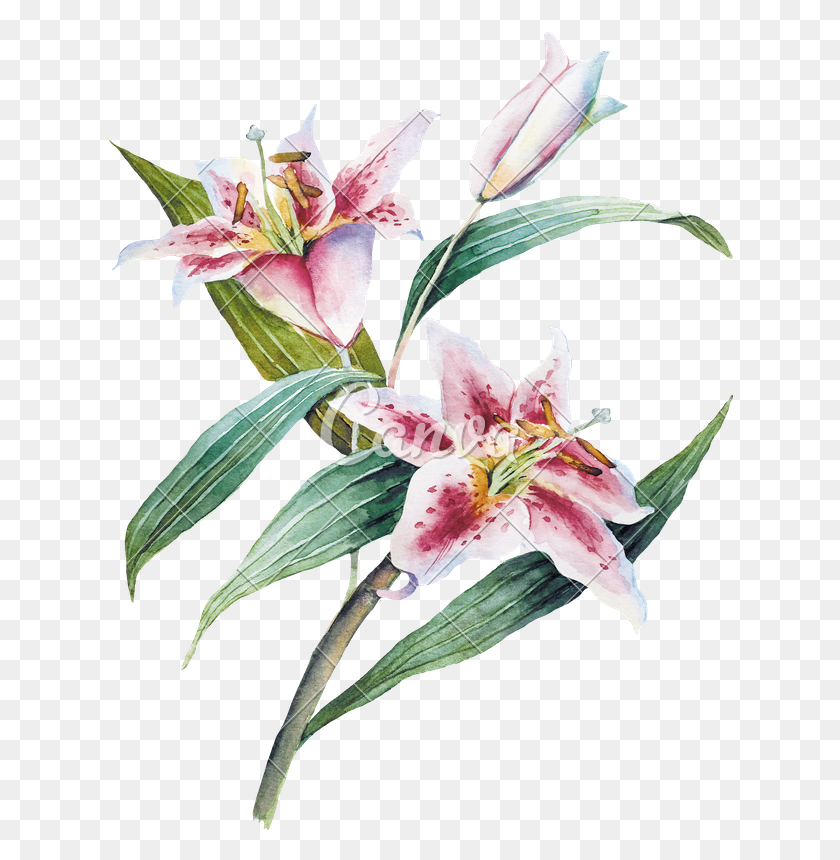 626x800 Watercolor With Lilia Flower - Flower Watercolor PNG