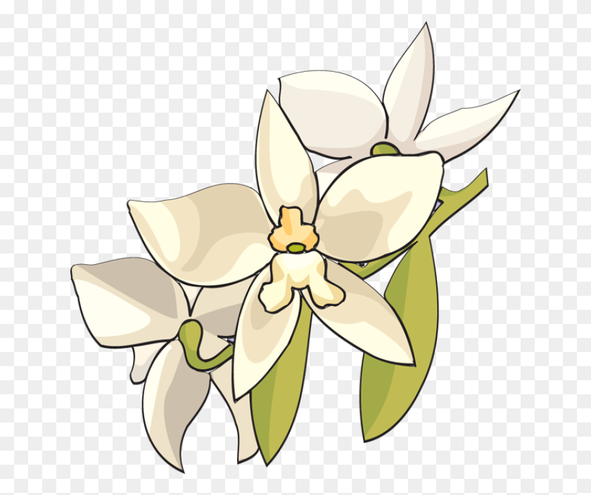 640x643 Web Design Development Flower Images White Orchids - Orchid Clipart