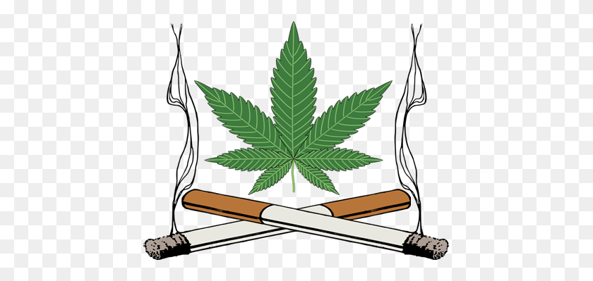 433x339 Weed Clipart Tobacco Leaf - Cannabis PNG