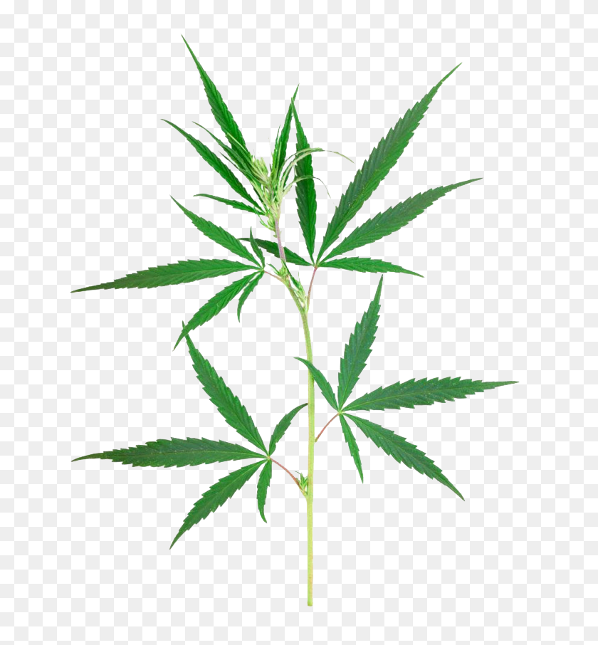 650x846 Weed Leaf Png - Weed Leaf PNG