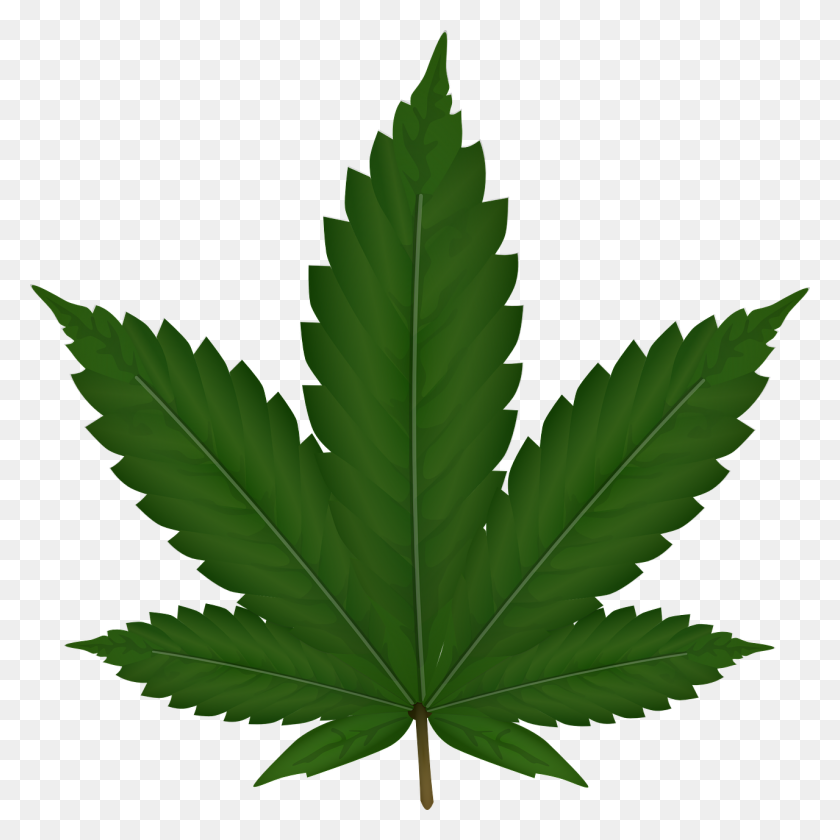 1279x1280 Weed Plant Png Image - Plant PNG