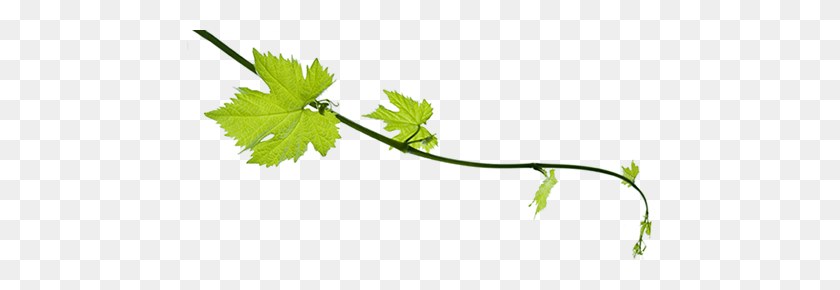 466x230 Weekly Http - Grape Vine PNG
