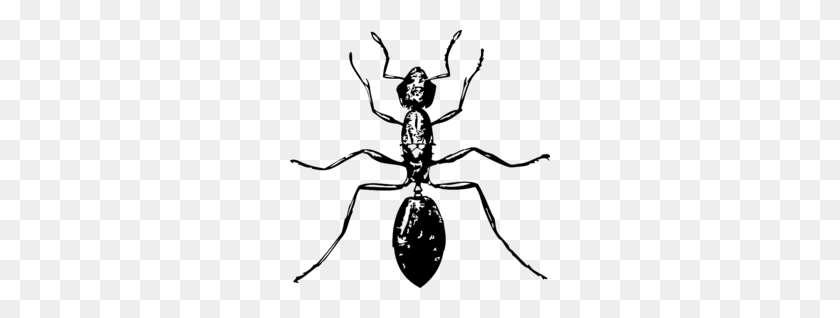 260x258 Weevil Clipart - Mosquito Clipart Black And White