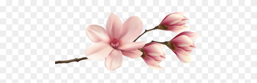 480x212 Welcome - Magnolia Tree PNG
