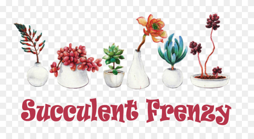 Добро пожаловать в Интернет-магазин Succulent Frenzy Интернет-магазин суккулентов - Суккуленты PNG