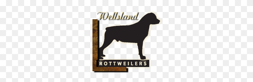 246x213 Rottweilers De Wellslands - Rottweiler Png