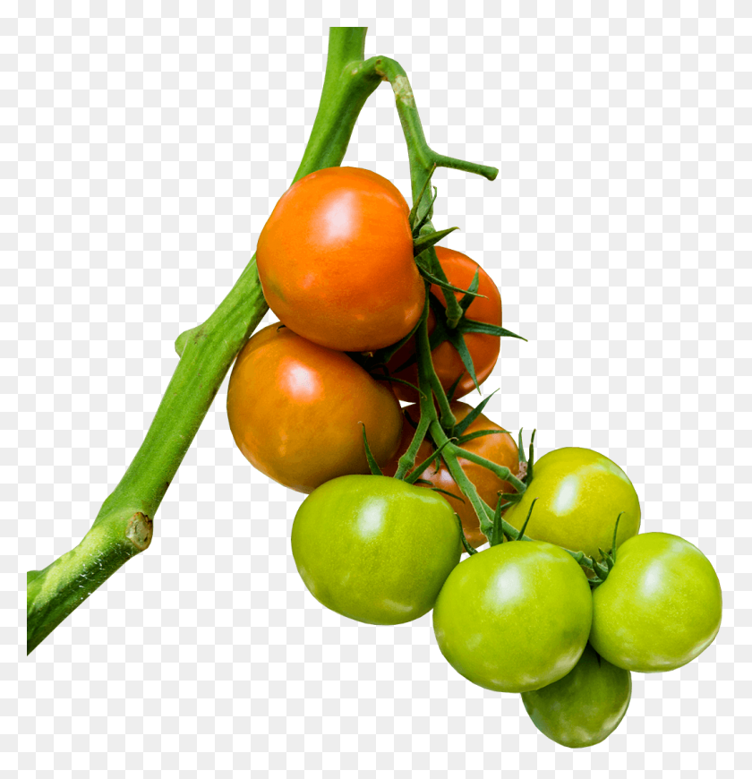 1058x1100 West Country Biomass The Production Of Tomatoes, Aubergines - Tomato Plant PNG