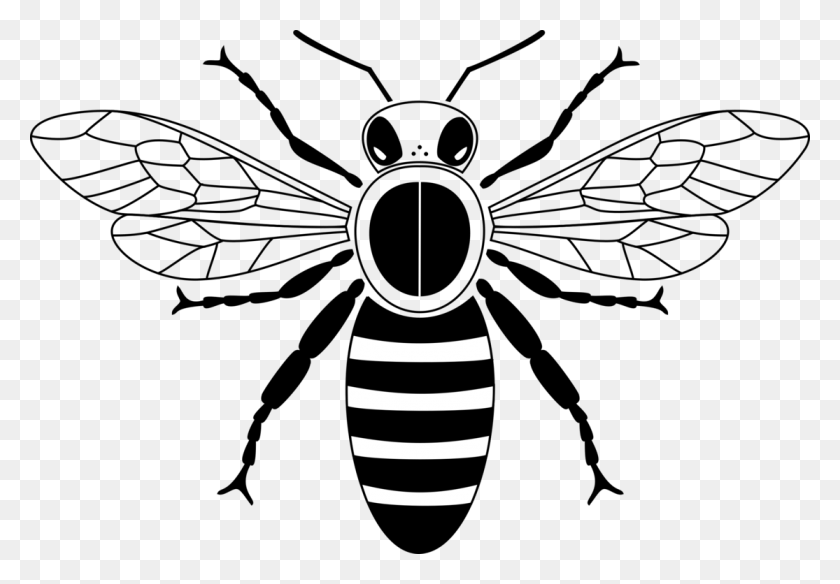 1115x750 Western Honey Bee Insect Drawing Beehive - Clipart Bee Black And White