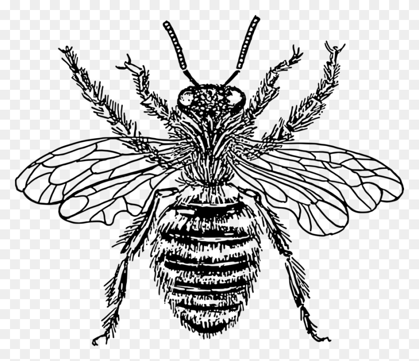 881x750 Western Honey Bee Insect Drawing Line Art - Beehive Clipart Free
