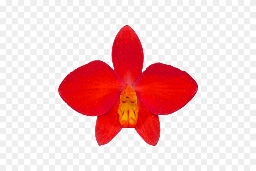 500x500 Western Orchids Top Stuff For People Who Know Their Stuff - PNG Orchids