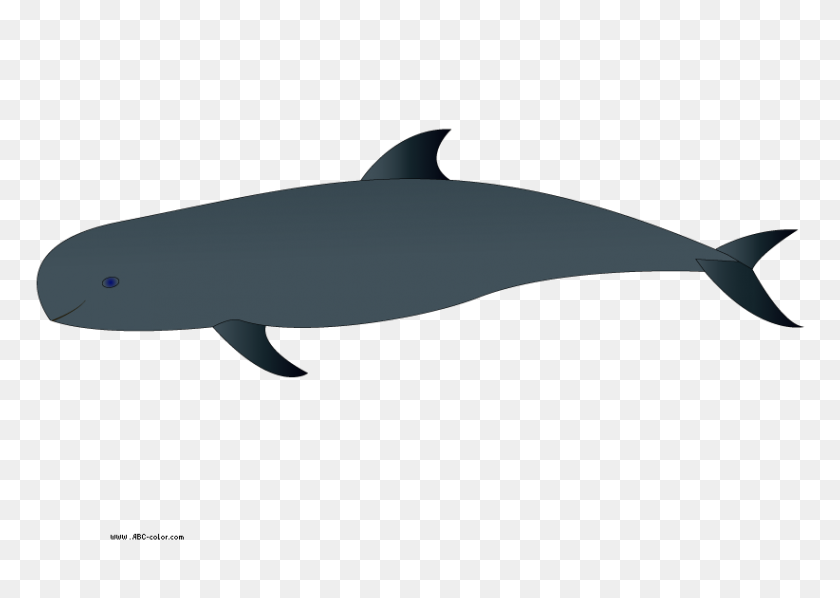 822x567 Whale Clip Art - Beluga Clipart