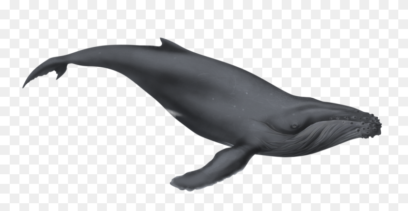 1024x494 Whale Clipart Humback - Sharpie Clipart