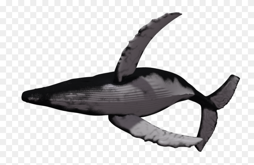 1024x639 Whale Clipart Hump Back - Orca Whale Clipart