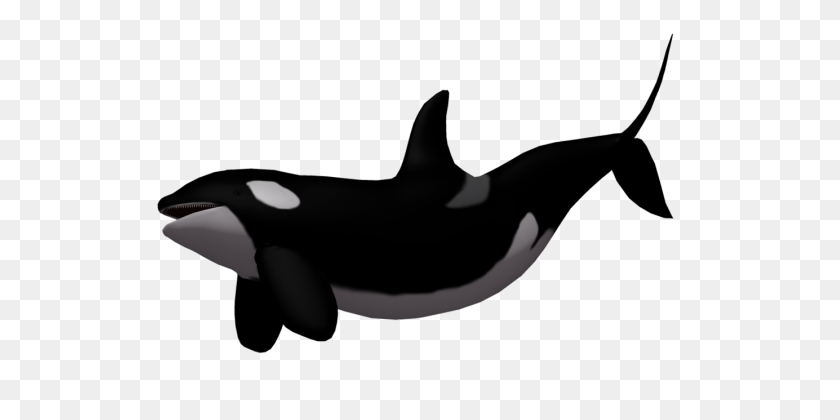 577x360 Whale Png - Killer Whale PNG