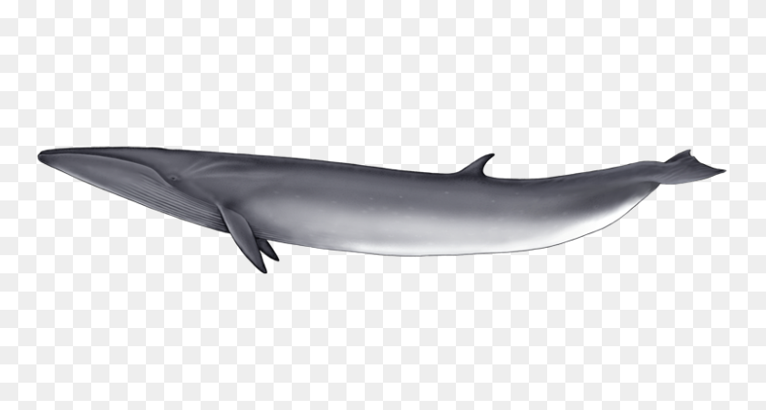 800x400 Whale Png Images Free Download - Blue Whale PNG
