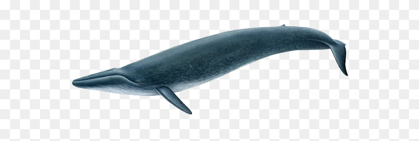 606x224 Whale Png Transparent Whale Images - Blue Whale PNG