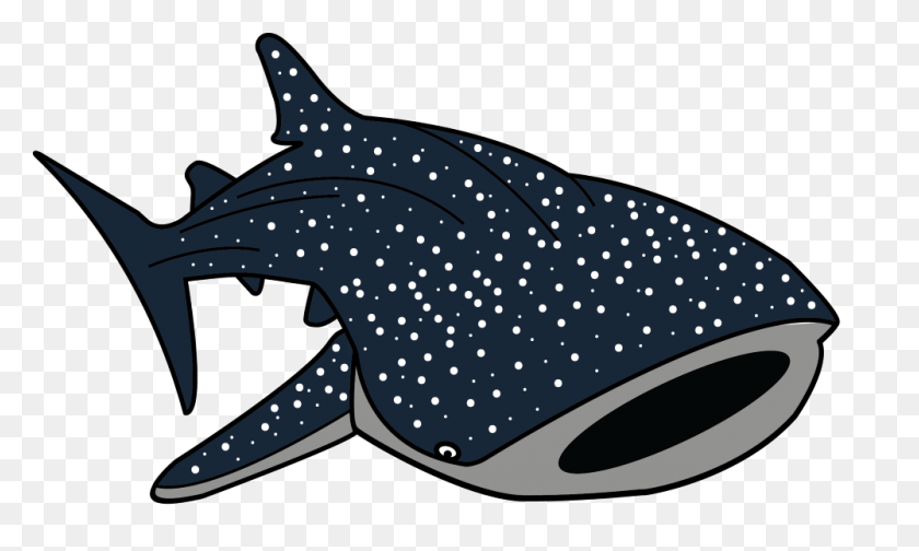 1000x570 Китовая Акула Картинки - Акула Клипарт