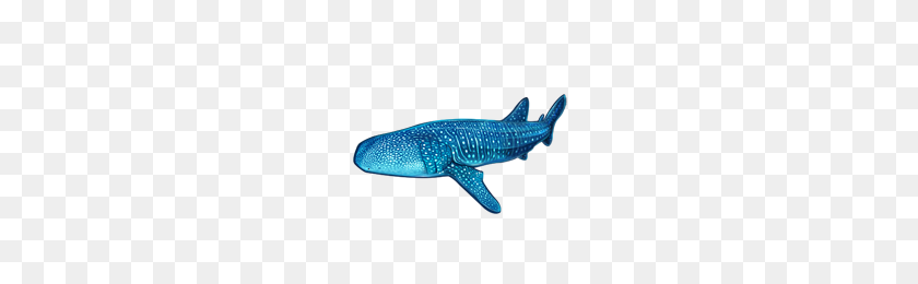 200x200 Китовая Акула Войны Мафии Вики На Базе Фэндома - Китовая Акула Png